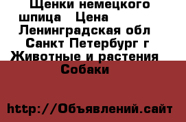 Щенки немецкого шпица › Цена ­ 17 000 - Ленинградская обл., Санкт-Петербург г. Животные и растения » Собаки   